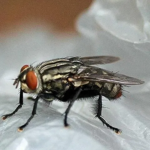 thumbnail for publication: Red-Tailed Flesh Fly, Sarcophaga haemorrhoidalis (Fallén) (Insecta: Diptera: Sarcophagidae)